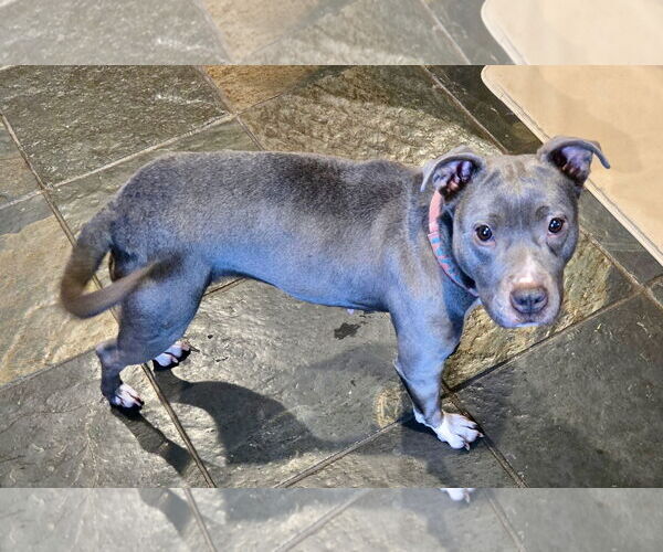 Medium Photo #10 Mutt Puppy For Sale in Mount Laurel, NJ, USA