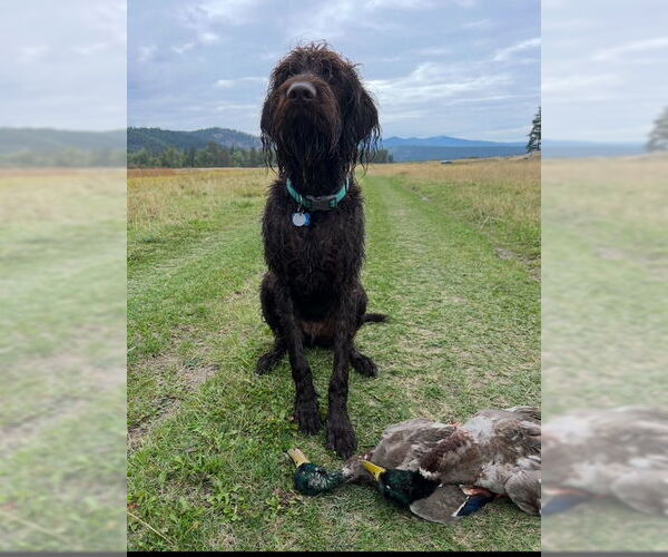 Medium Photo #2 Wirehaired lab Puppy For Sale in Polson, MT, USA