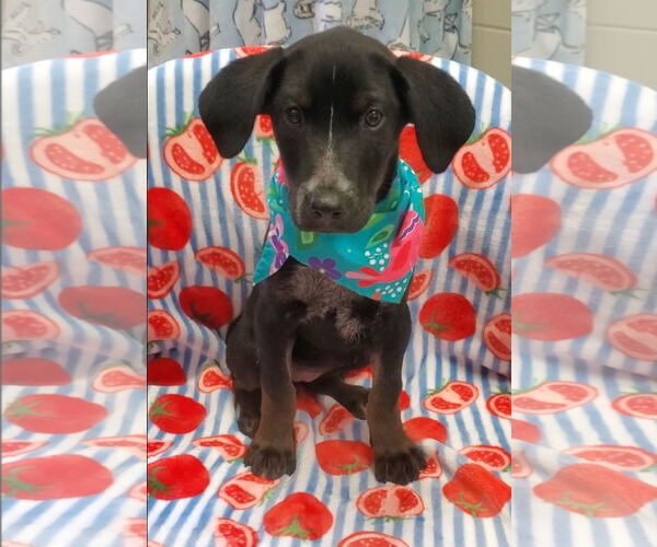 Medium Photo #1 Labrador Retriever-Unknown Mix Puppy For Sale in Tampa, FL, USA