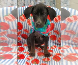 Medium Labrador Retriever Mix