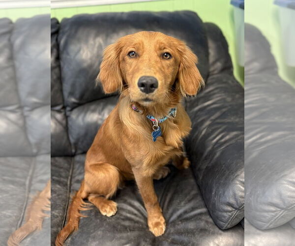 Medium Photo #2 Golden Retriever Puppy For Sale in Spring Lake, NJ, USA