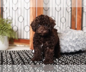 Poodle (Miniature) Puppy for sale in NAPLES, FL, USA