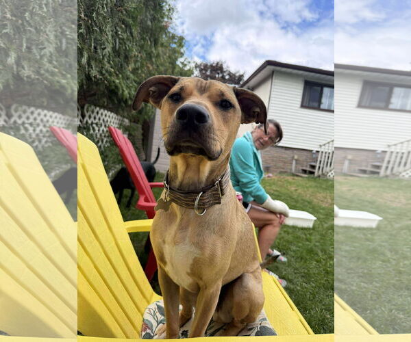 Medium Photo #2 Mutt Puppy For Sale in Oro Medonte, Ontario, Canada