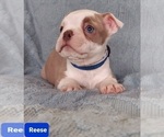 Small Photo #23 Boston Terrier Puppy For Sale in POMEROY, OH, USA