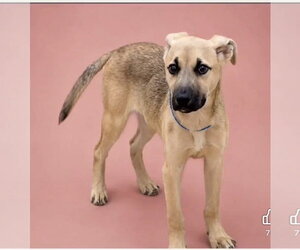 German Shepherd Dog-Unknown Mix Dogs for adoption in Ball Ground, GA, USA