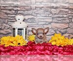 Small Photo #122 Chihuahua Puppy For Sale in CHARLESTON, AR, USA
