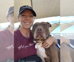 Small #3 American Pit Bull Terrier