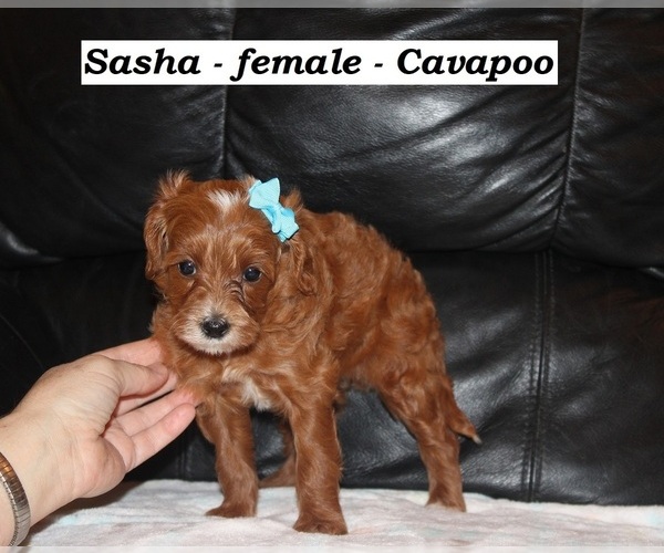 Medium Photo #3 Cavapoo Puppy For Sale in CLARKRANGE, TN, USA