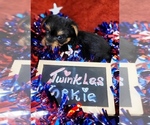 Small #13 Yorkshire Terrier