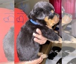 Small Photo #1 Rottweiler Puppy For Sale in AIKEN, SC, USA