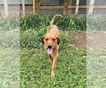 Small Airedale Terrier-Redbone Coonhound Mix