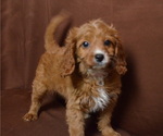 Small Photo #3 Cavapoo Puppy For Sale in PATERSON, NJ, USA