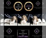 Small Photo #61 Dachshund Puppy For Sale in WARSAW, IN, USA