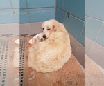 Small #13 Great Pyrenees Mix