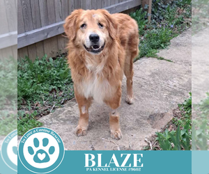 Golden Retriever Dogs for adoption in Kimberton, PA, USA