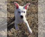 Small Photo #4 Bull Terrier-Unknown Mix Puppy For Sale in McKinney, TX, USA
