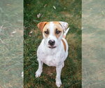 Small Photo #7 Bull Terrier-Pointer Mix Puppy For Sale in Oakhurst, NJ, USA