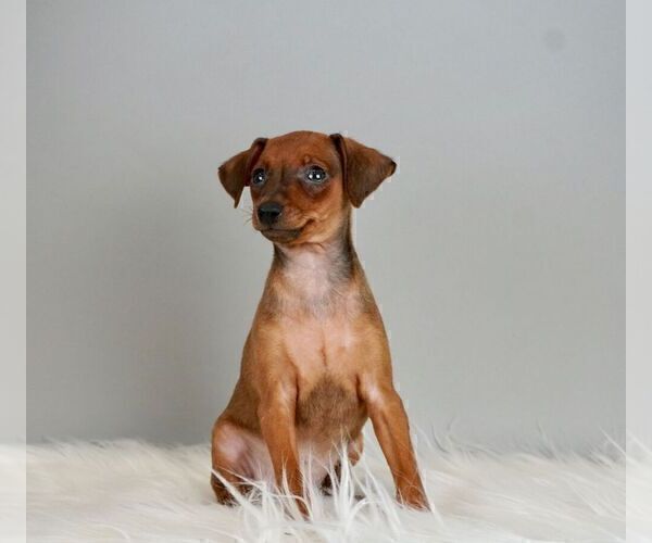 Medium Photo #2 Miniature Pinscher Puppy For Sale in WARSAW, IN, USA