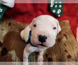 Dogo Argentino Puppy for sale in ARCADIA, FL, USA
