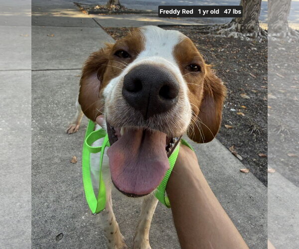 Medium Photo #7 Brittany Puppy For Sale in Curwensville, PA, USA