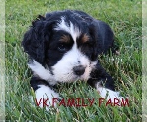 Bernese Mountain Dog Puppy for sale in MARTINSVILLE, IN, USA