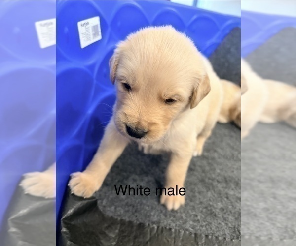 Medium Photo #12 Golden Retriever Puppy For Sale in PHOENIX, AZ, USA