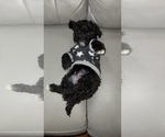 Small #2 Poodle (Toy)-Shih-Poo Mix