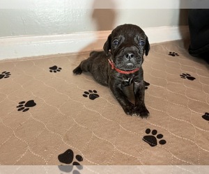 Presa Canario Puppy for Sale in DETROIT, Michigan USA