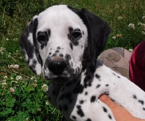 Dalmatian Puppy for sale in RIVERSIDE, WA, USA