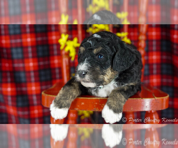 Medium Photo #1 Bernedoodle-Poodle (Miniature) Mix Puppy For Sale in KARLSTAD, MN, USA