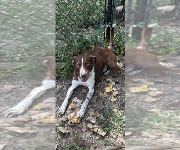 Medium Photo #2 Pointer-Unknown Mix Puppy For Sale in Elmsford, NY, USA