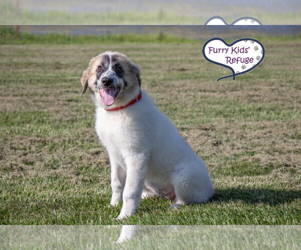 Medium Photo #3 Anatolian Pyrenees Puppy For Sale in Lee's Summit, MO, USA