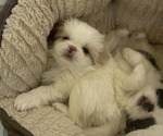 Small Japanese Chin