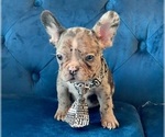 Small #2 French Bulldog