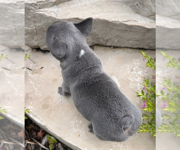 Medium Photo #4 French Bulldog Puppy For Sale in HUDSONVILLE, MI, USA