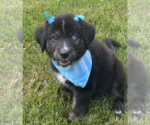 Small #1 Siberian Husky Mix