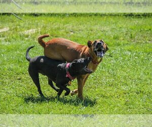 Grim - Male American Pit Bull Terrier-Unknown Mix Dog for Adoption - Photo #2