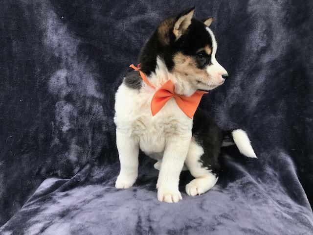 Medium Photo #5 Shiba Inu Puppy For Sale in ELDORA, PA, USA