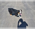 Small #7 Bernese Mountain Dog