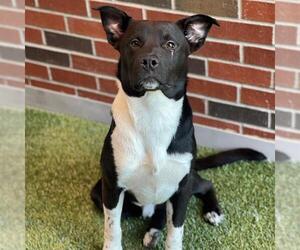 American Pit Bull Terrier-Unknown Mix Dogs for adoption in Edmond, OK, USA