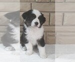 Puppy Twizzler Miniature Australian Shepherd