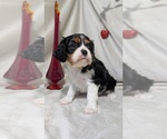 Small #11 Cavalier King Charles Spaniel