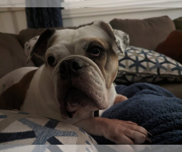 Medium Photo #7 Bulldog Puppy For Sale in St. Louis Park, MN, USA