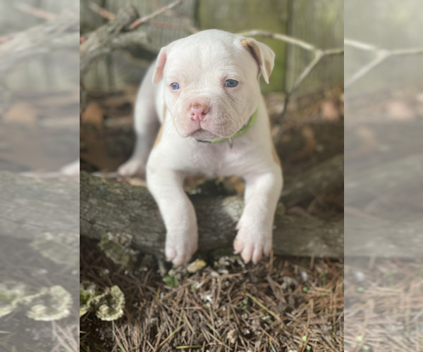 Medium Photo #1 American Bulldog Puppy For Sale in AUBURN, WA, USA