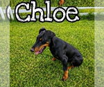 Small #1 Doberman Pinscher