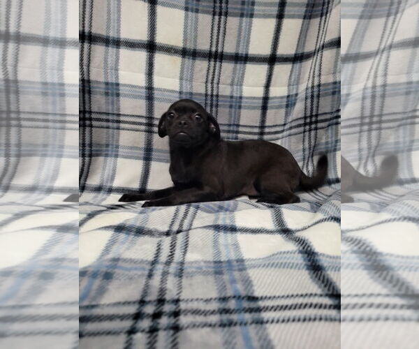 Medium Photo #3 Chug Puppy For Sale in Lincolnwood, IL, USA