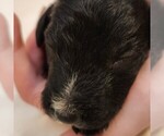 Small #4 F2 Aussiedoodle