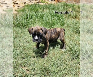 Boxer Puppy for sale in PELZER, SC, USA