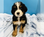 Puppy Ron Bernedoodle