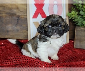 Shih Tzu Puppy for sale in MANES, MO, USA